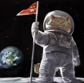 Иран действительно отправит в космос персидского кота