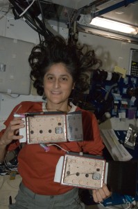 Командир МКС-33 Сунита Уильямс демонстрирует «место обитание» пауков