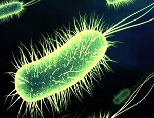 Могут ли микробы выжить в условиях мерзлоты