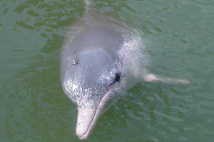 новый вид дельфинов