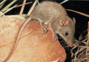 сумчатые мыши погибают при размножении
