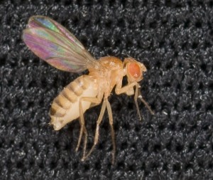 Drosophila melanogaster (чернобрюхая дрозофила)