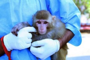 Из космического путешествия вернулась очередная иранская обезьяна