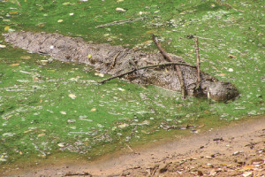 Некоторые виды крокодилов в процессе охоты используют вспомогательные инструменты