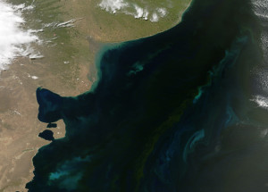Цветение фитопланктона у южных берегов Аргентины