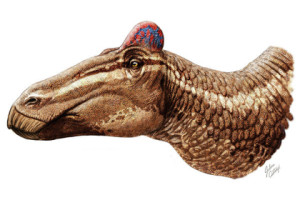 Ученые определили новую функцию гребня утконосых динозавров