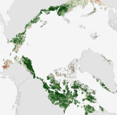 Учёные полагают, что стремительное «озеленение» Арктики и увеличение кустарниковой растительности в тундре может значительно ускорить процессы таянья вечной мерзлоты