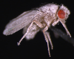 A Drosophila fly infected with fungus.