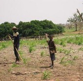 Африканские фермеры