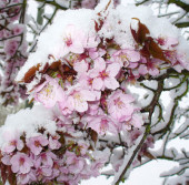 Последствия «ложной весны» во время Фестиваля цветения сакуры в Вашингтоне