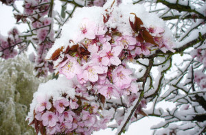 Последствия «ложной весны» во время Фестиваля цветения сакуры в Вашингтоне