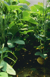 Современные соевые растения имеют плотные верхние листья, которые получают больше солнечного света, чем они могут использовать для фотосинтеза