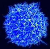Т-лимфоцит (Т-клетка)