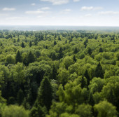 Смешанный лес