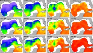 Спутниковые данные показывают, как со временем изменяются модели нереста атлантического голубого тунца