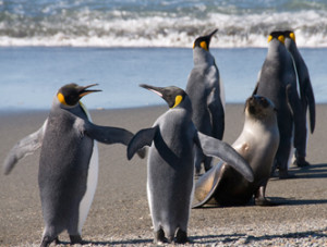Императорские (большие) пингвины
