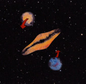 Галактики-спутники вращаются вокруг своей «хозяйской» галактики в представлении художника