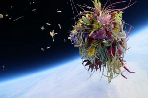 Икебана из 30 наименований цветов в стратосфере