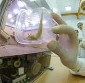Один из гекконов, запущенных на борту «Фотон-М» в космос